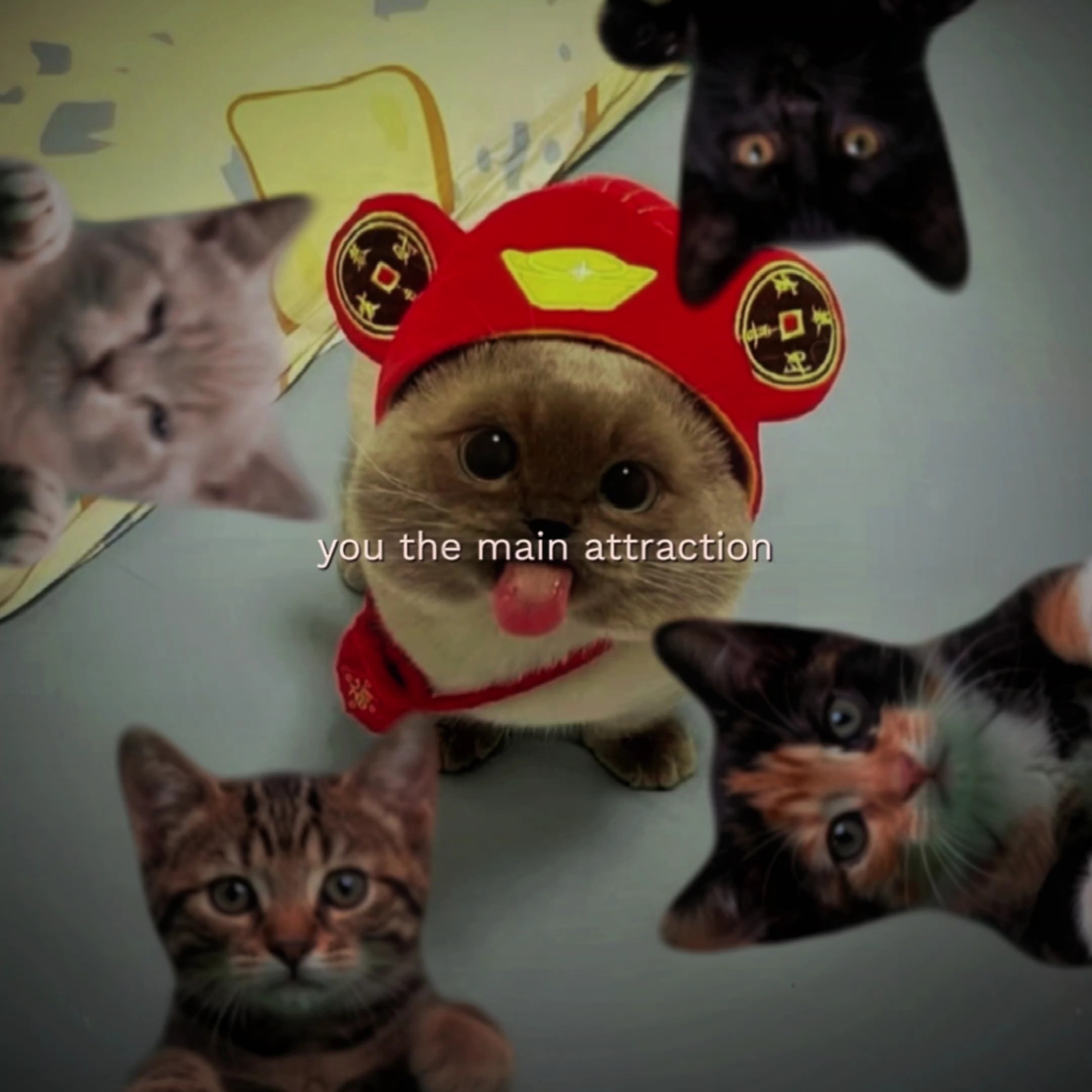 Katze bearbeiten 
