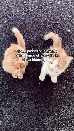 nyari pashmina biar 