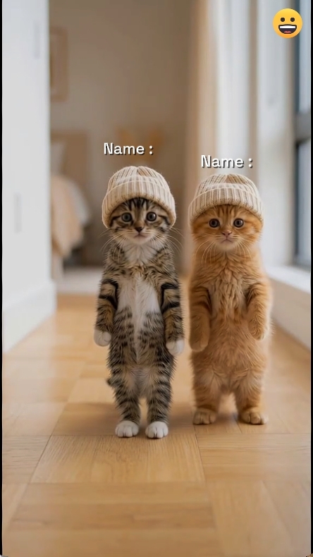 sevimli kedi