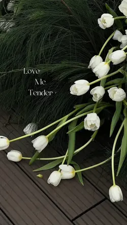 Love me tender 