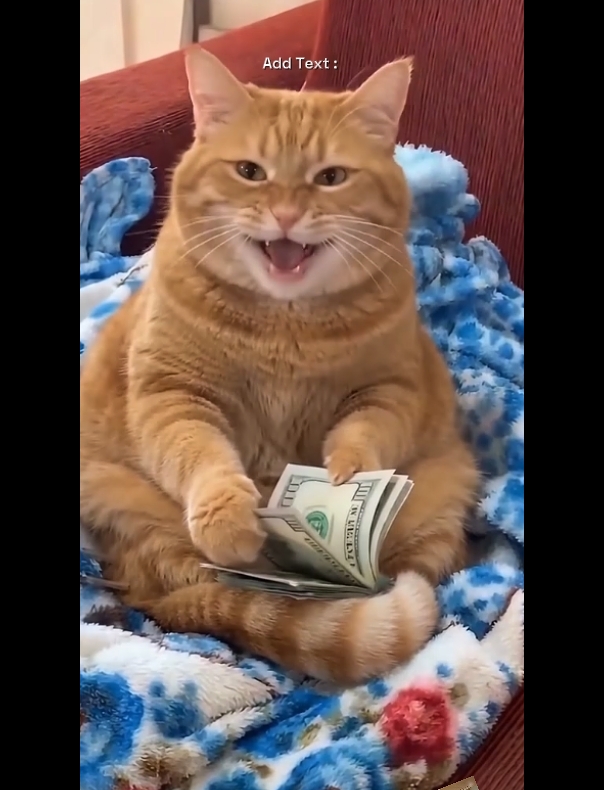 Funny Cat
