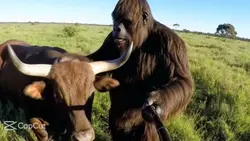Bigfoot wanted milk