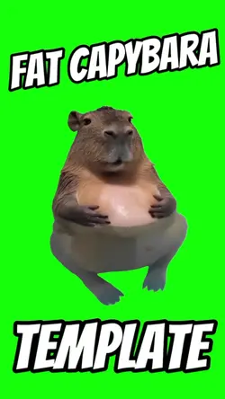 fat capybara
