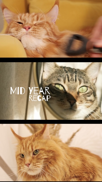Pet story