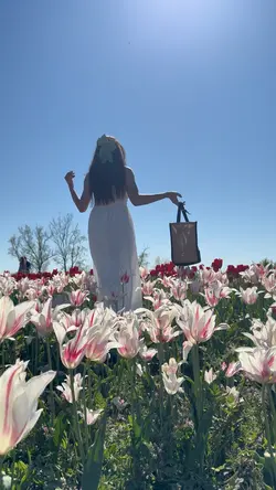 Tulip