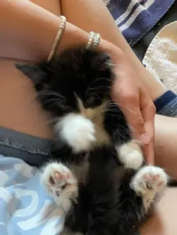 My new kitten!!
