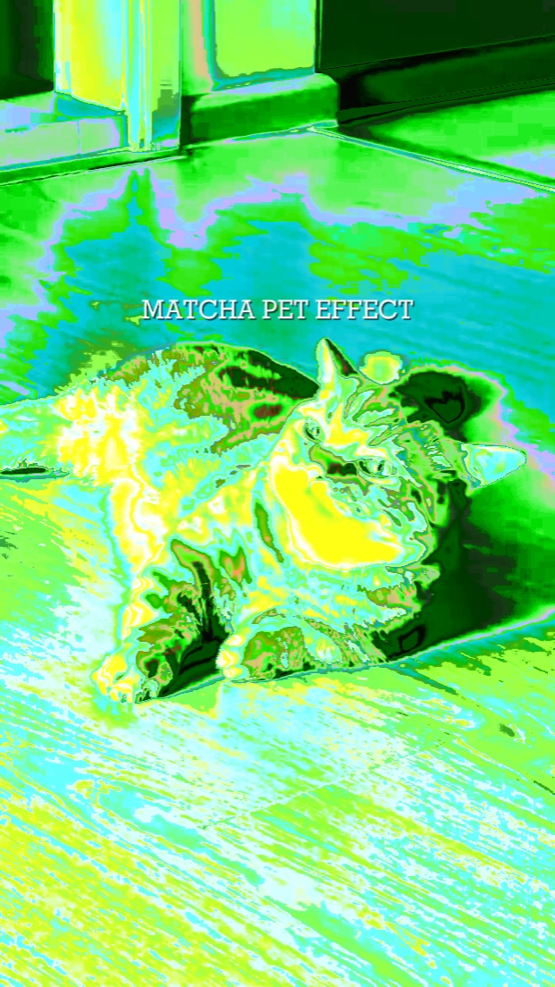 EFEK PET MATCHA