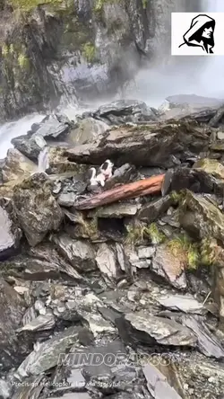 Dogs Rescue 