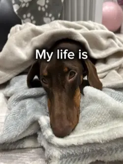 Good Dog