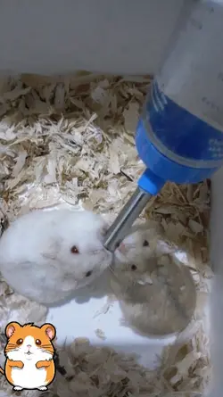 Hamster lagi minum