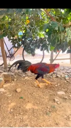 ayam bibit sendiri