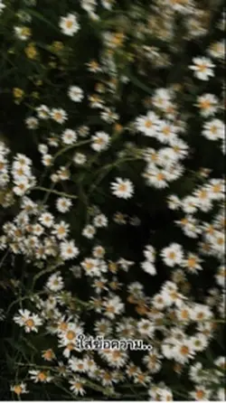 ใส่ข้อความ