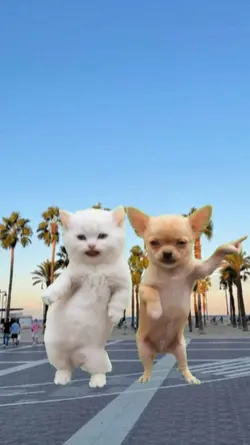 cat and dog
