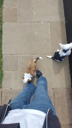 PUPPYYSSS