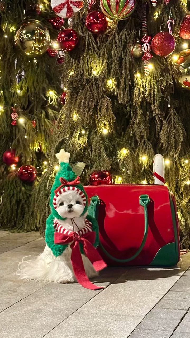Christmas pet