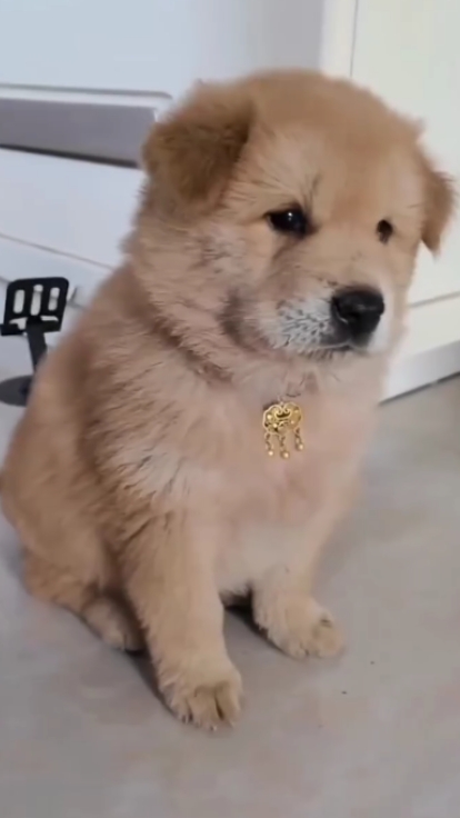 LUSTIGER HUND