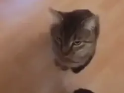 kucing lompat kamera