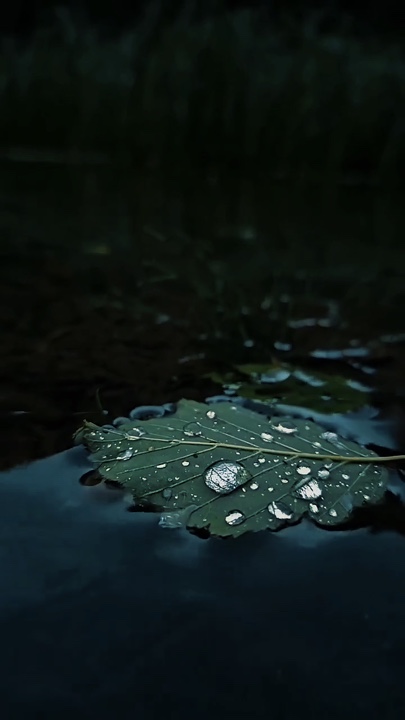 Cinematic Nature 