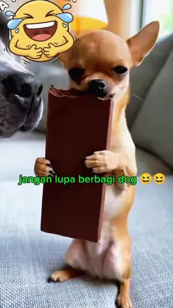 haha tingkahnya dog