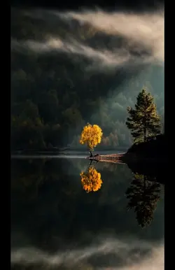 Tree Lake 