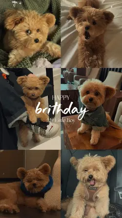 Dog Birthday 🐶