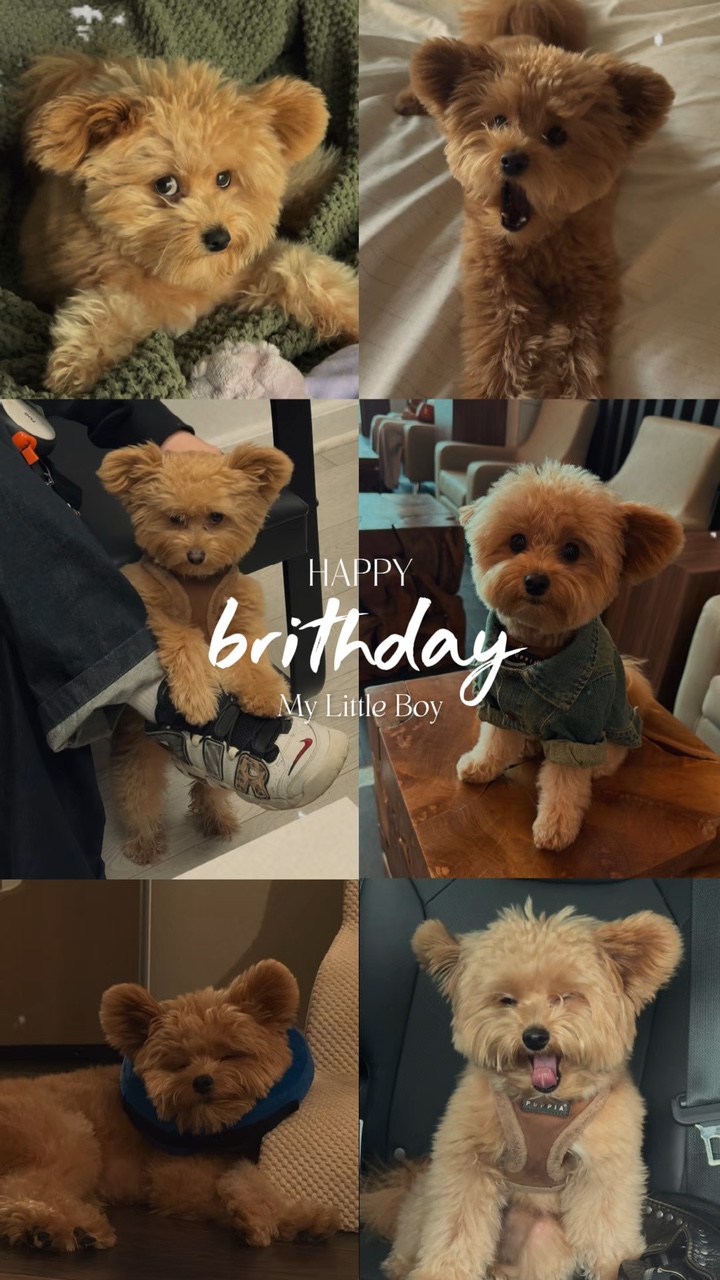 Aniversário de cachorro 🐶