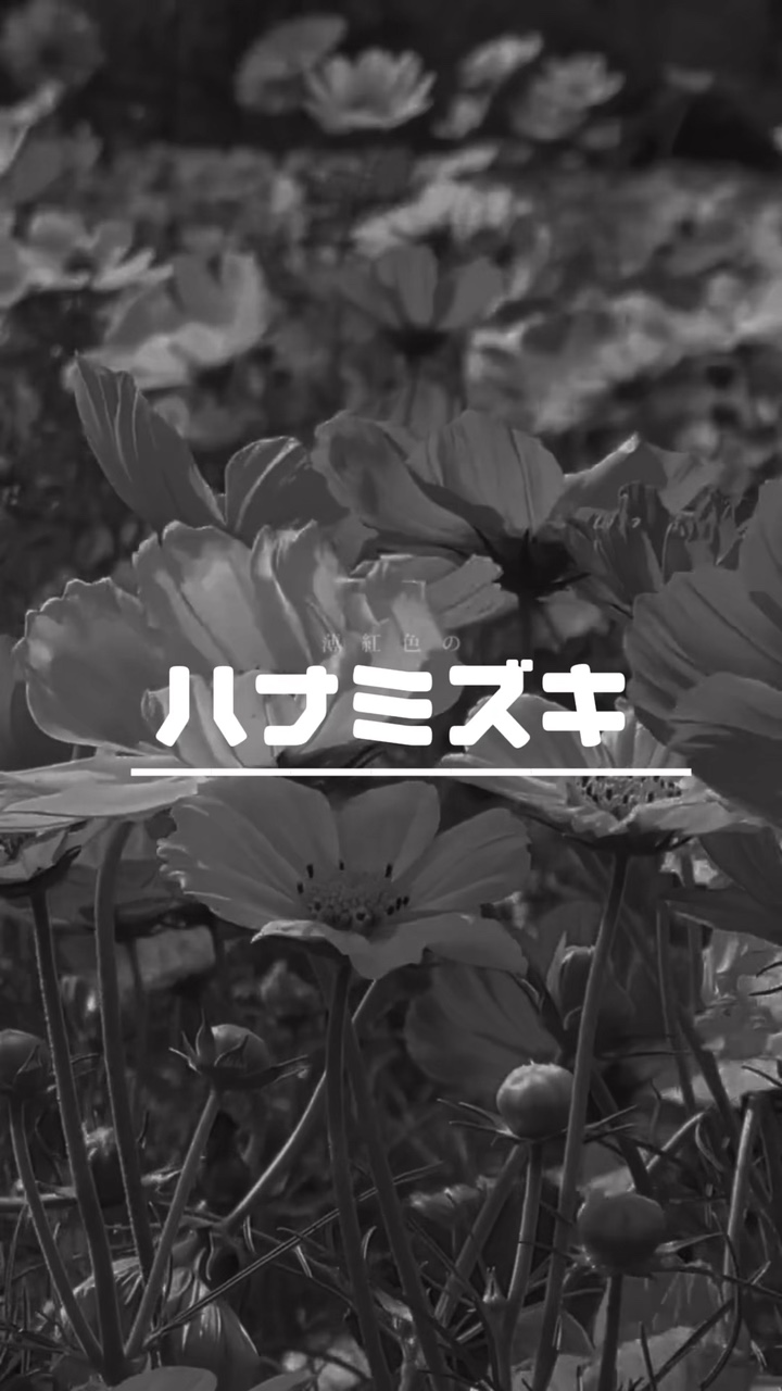 ハナミズキ(ﾘｸｴｽﾄ)