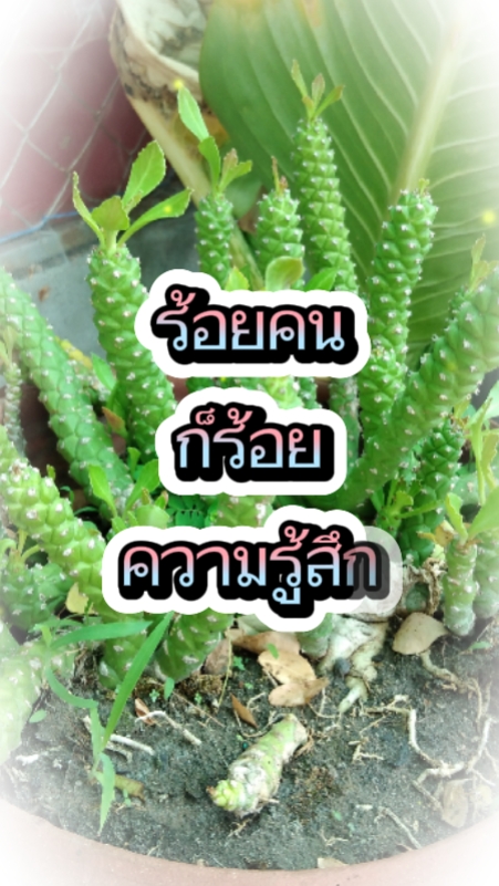 ร้อยคนร้อยความรู้สึก