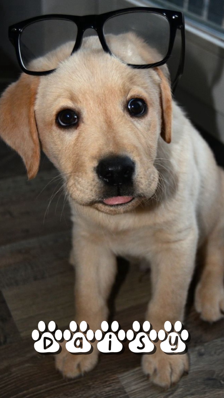 Gänseblümchen 🐶