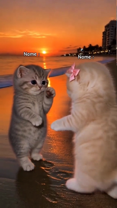 Cute Cat