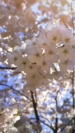 Spring Canada 