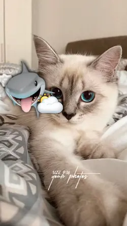 Kita So Rindu