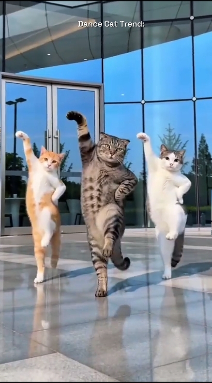 댄스 캣 트렌드