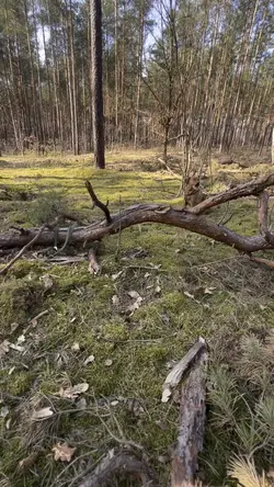 FOREST SLOWMO 😻😝🌳
