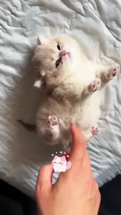 Cutie kittens 