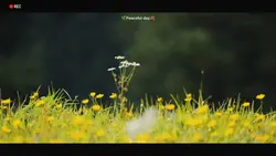 chill đồng ruộng