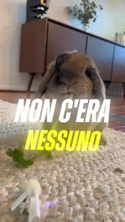 Animali