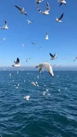 Birds Fying