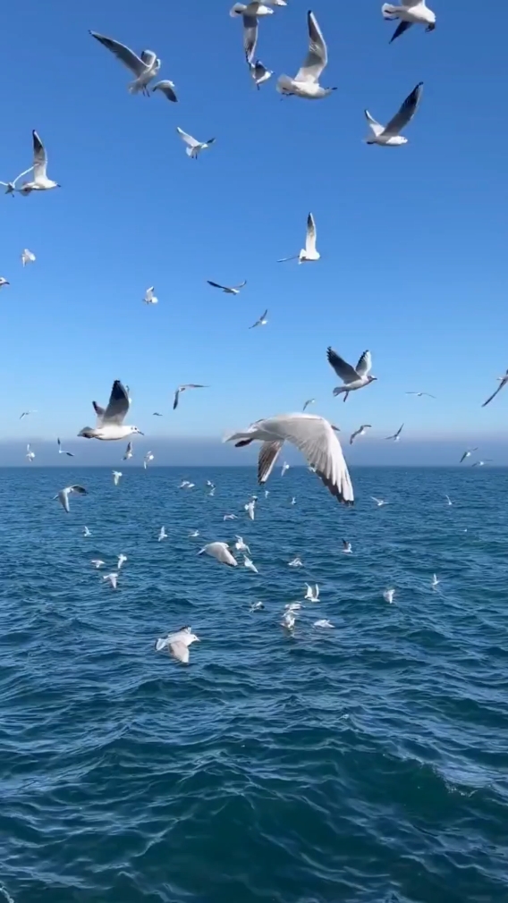 Pájaros Volando