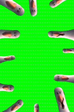 MOiN 🪿 MOiN🪿 MOiN🪿