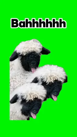 Sheep Meme