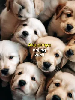 Anjing