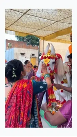 Wedding templet