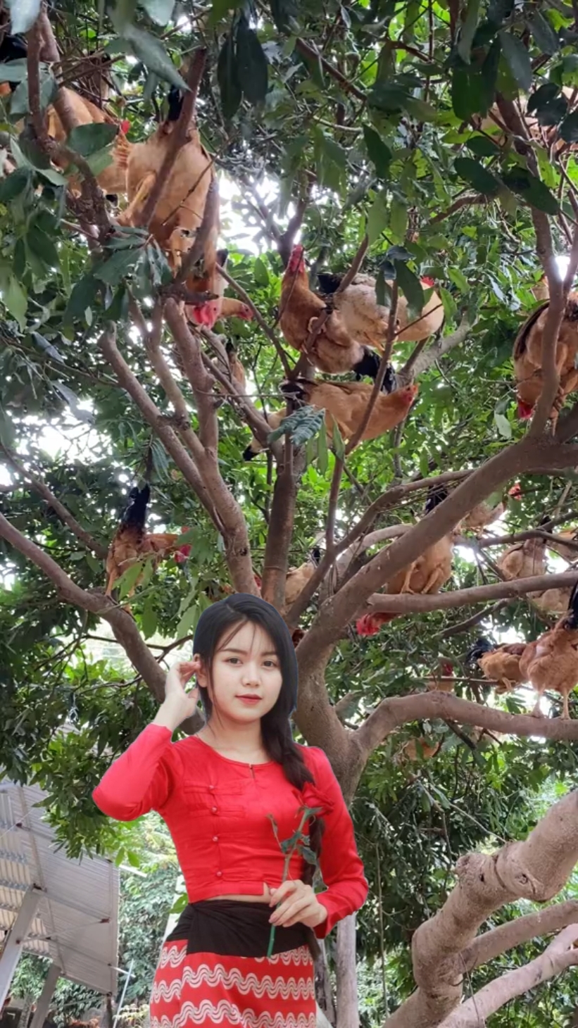 Tiếng gà gáy