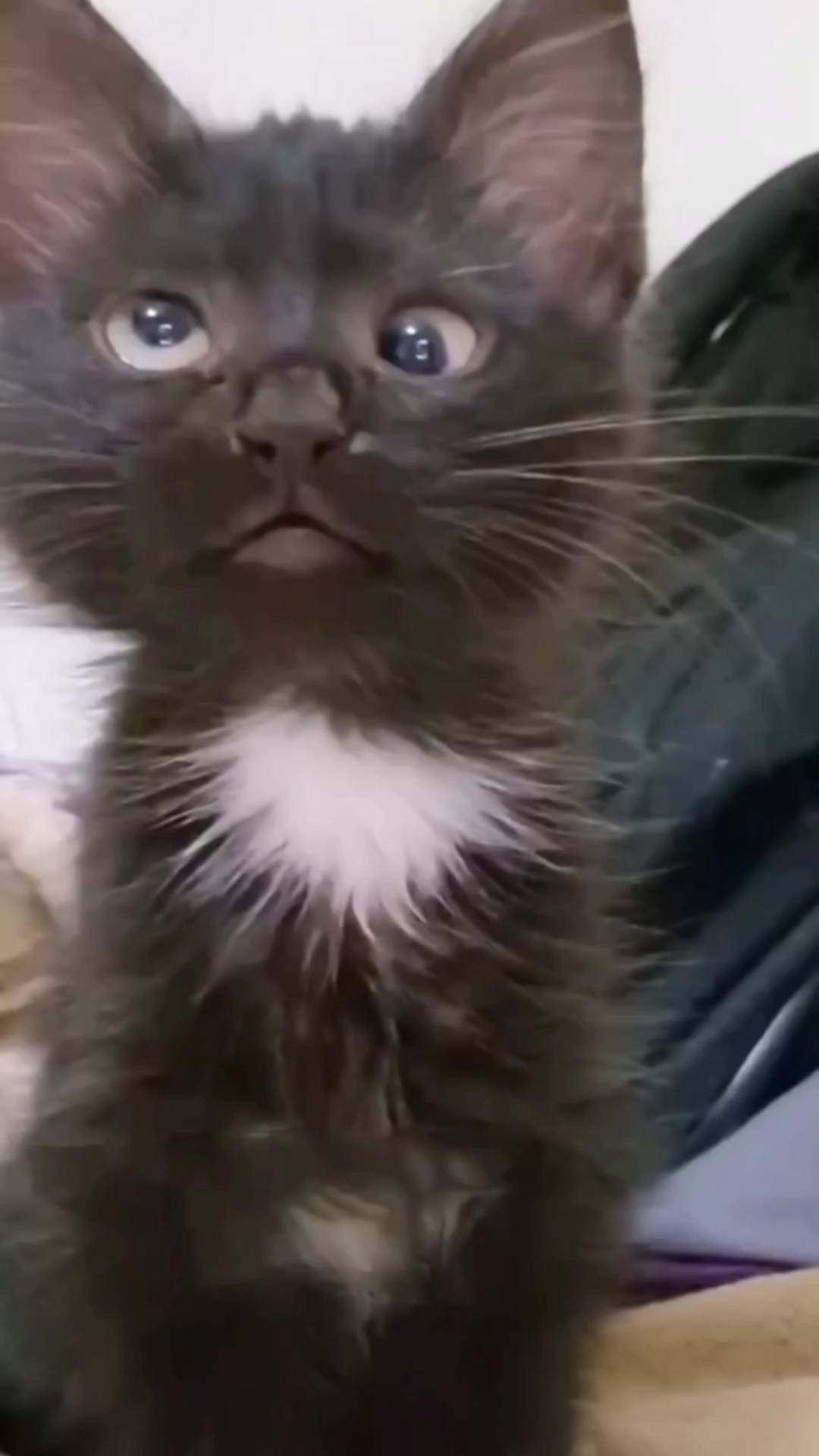 Gato louco