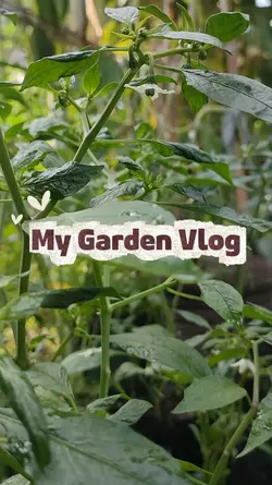 My Garden Vlog