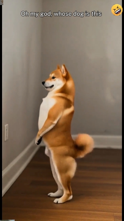Komik Dans Köpeği