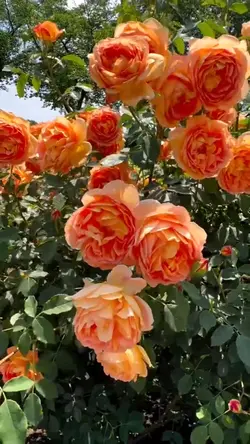 the flowers