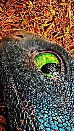 1000FPS video qualit