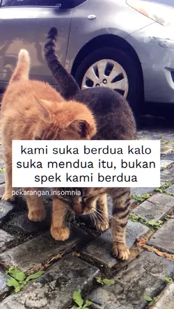 mendua bkn spek kami